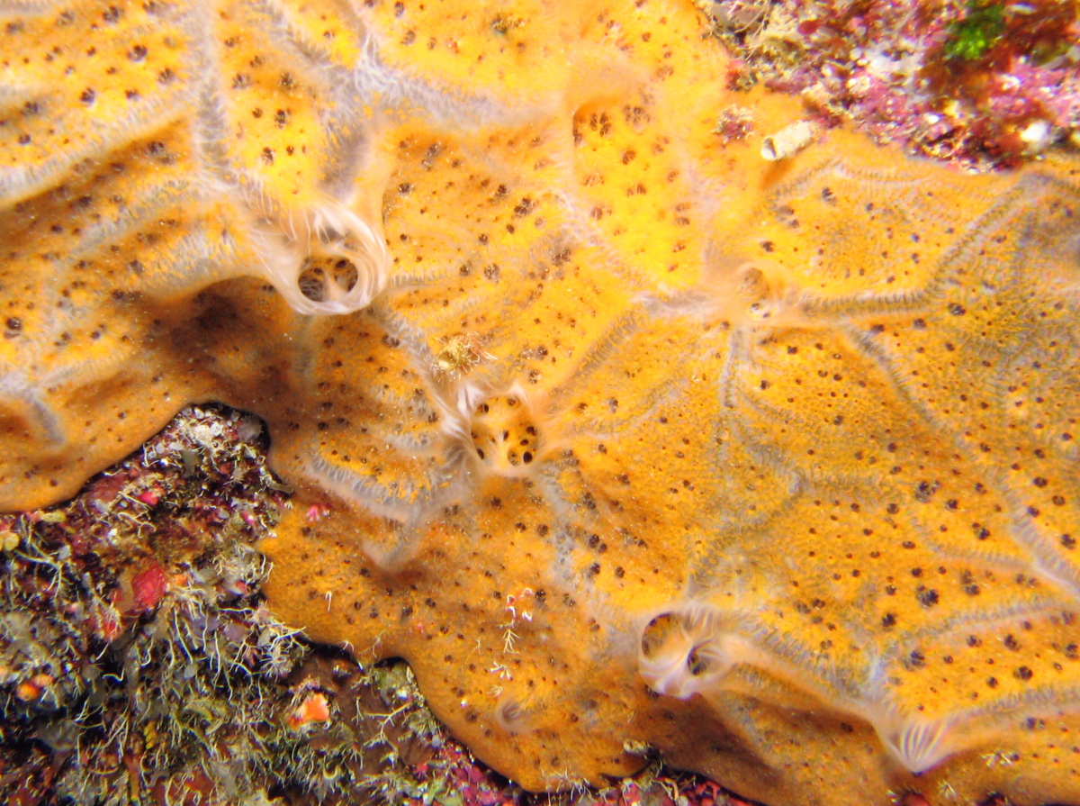 High-Veined Encrusting Sponge - Spirastrella hartmani - Roatan, Honduras