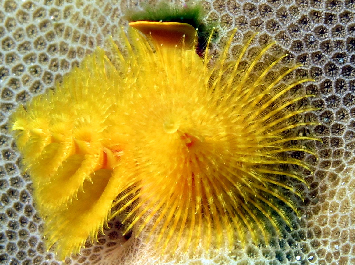 Indo-Pacific Christmas Tree Worm - Spirobranchus corniculatus