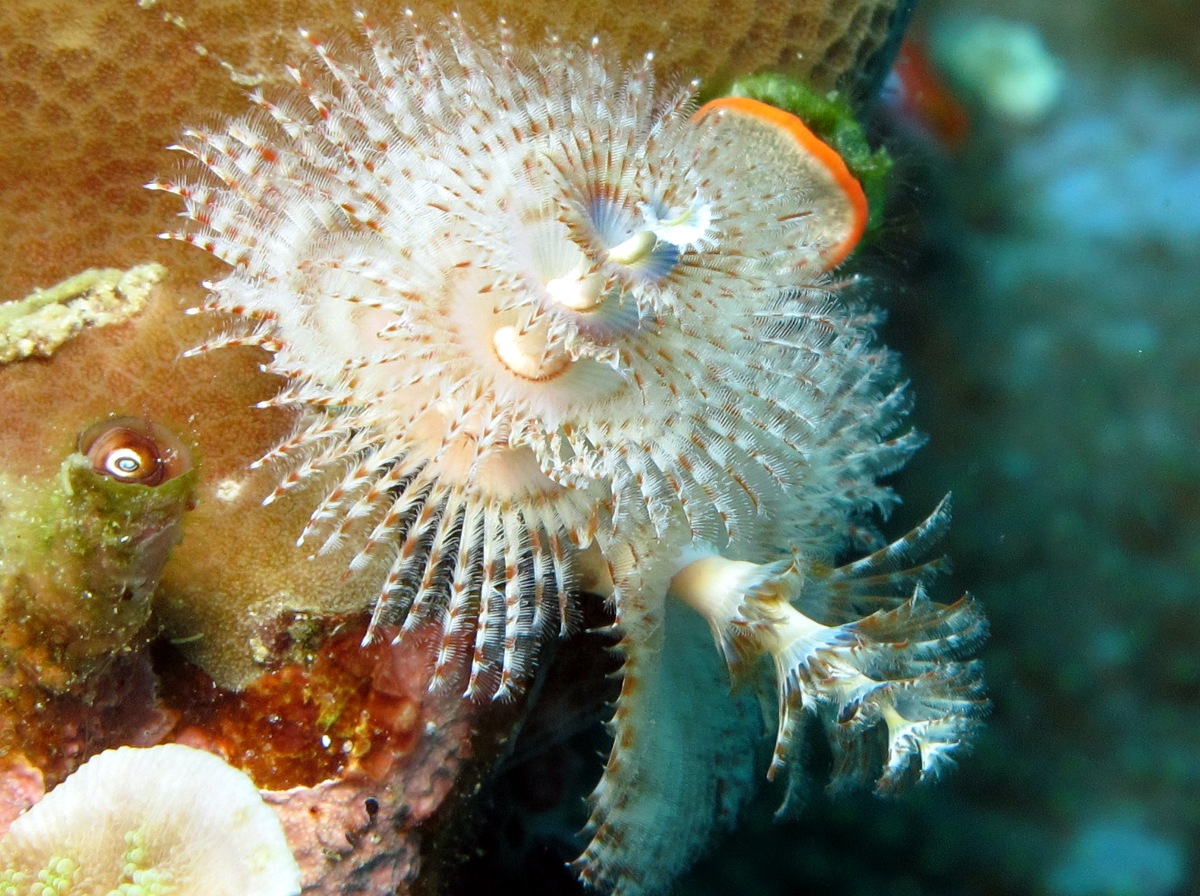 Indo-Pacific Christmas Tree Worm - Spirobranchus corniculatus