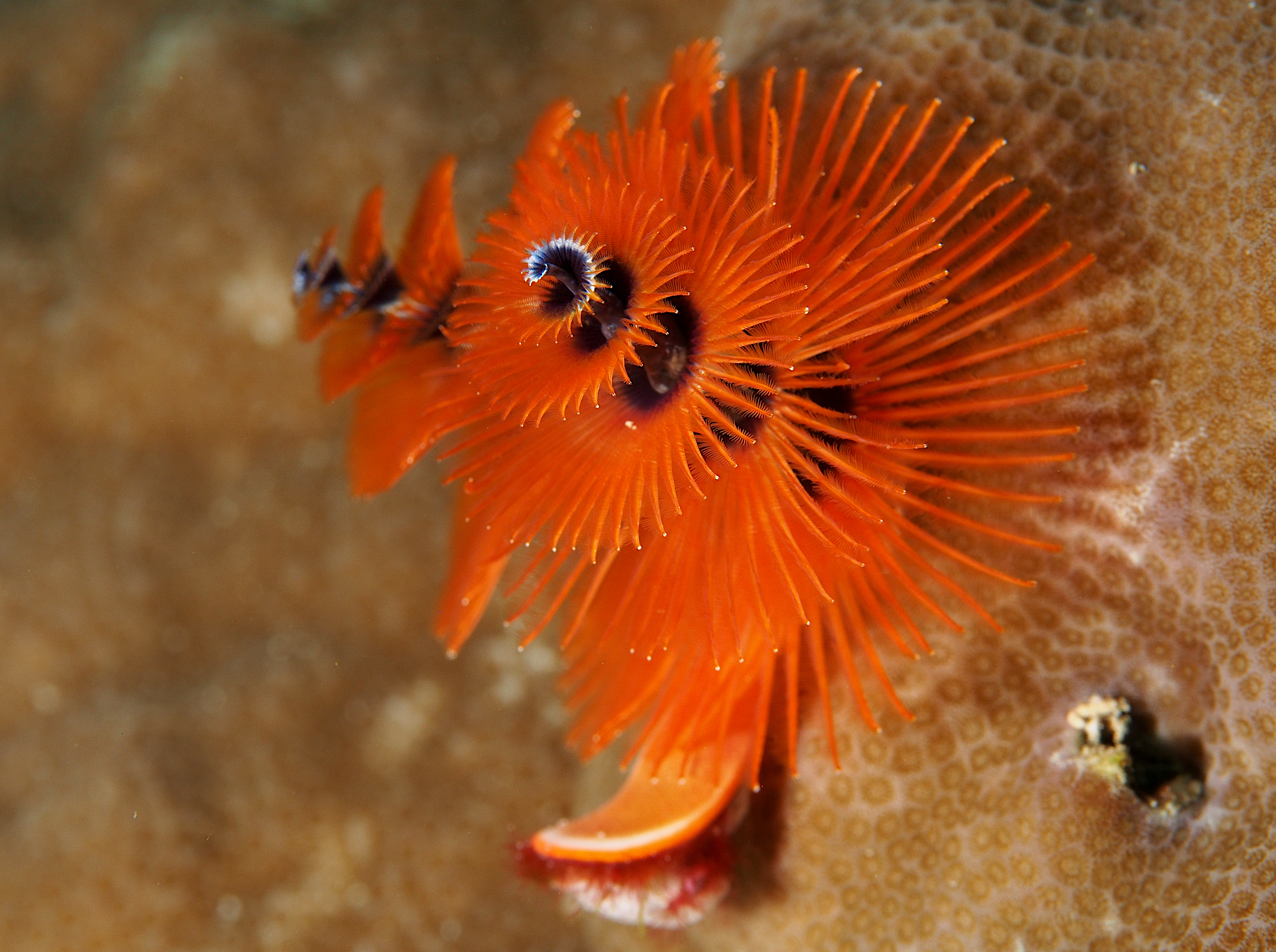 Indo-Pacific Christmas Tree Worm - Spirobranchus corniculatus