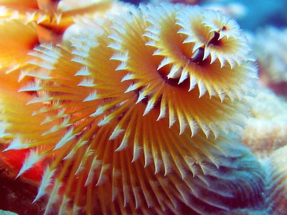 Christmas Tree Worm - Spirobranchus giganteus