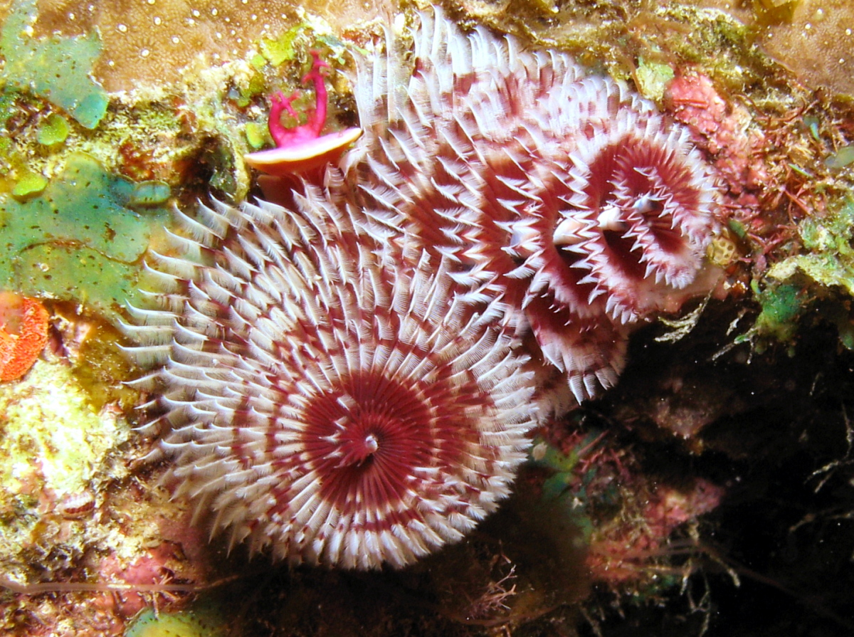 Christmas Tree Worm - Spirobranchus giganteus