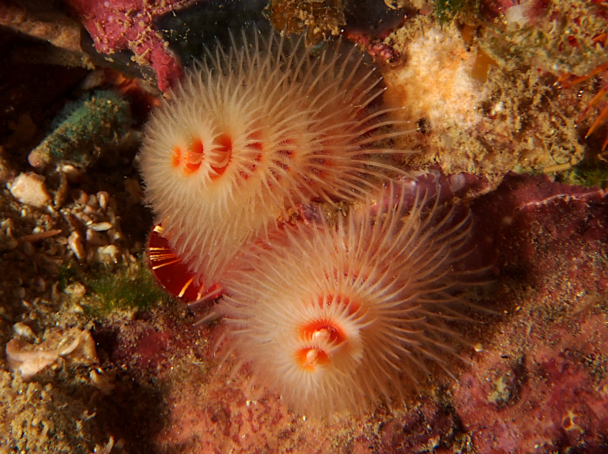 Panamic Christmas Tree Worm - Spirobranchus incrassatus