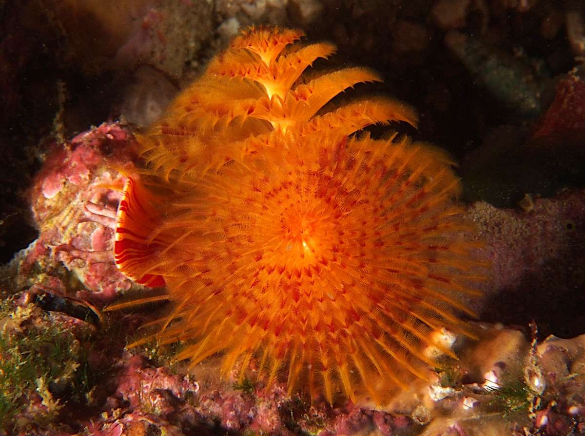 Panamic Christmas Tree Worm - Spirobranchus incrassatus