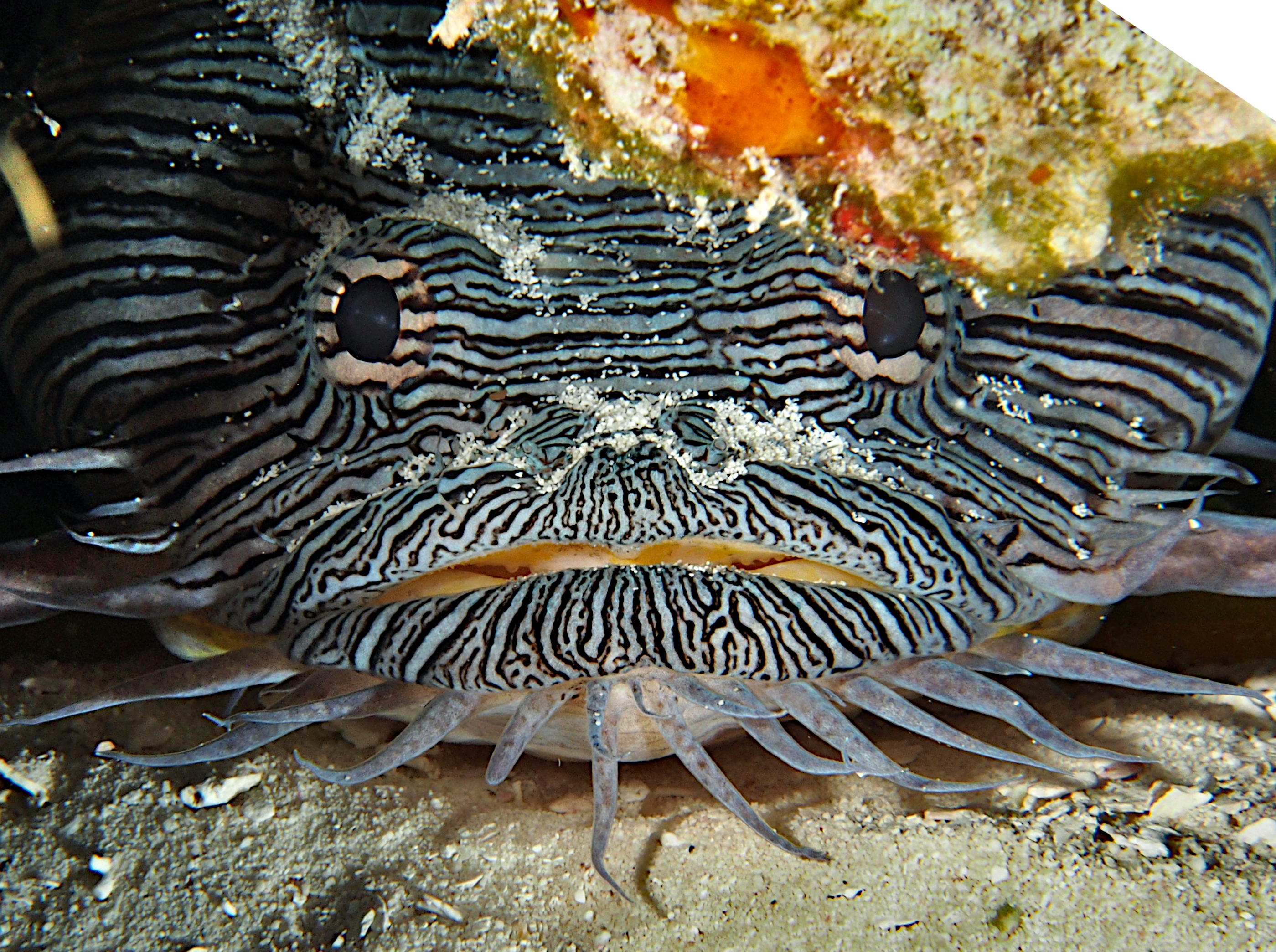 Splendid Toadfish - Sanopus splendidus