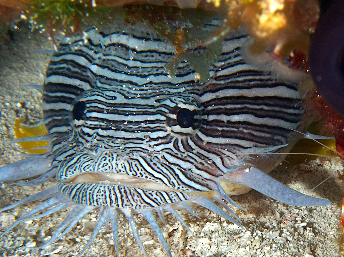 Splendid Toadfish - Sanopus splendidus