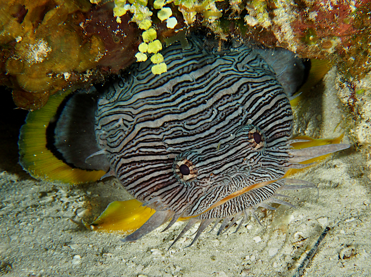 Splendid Toadfish - Sanopus splendidus