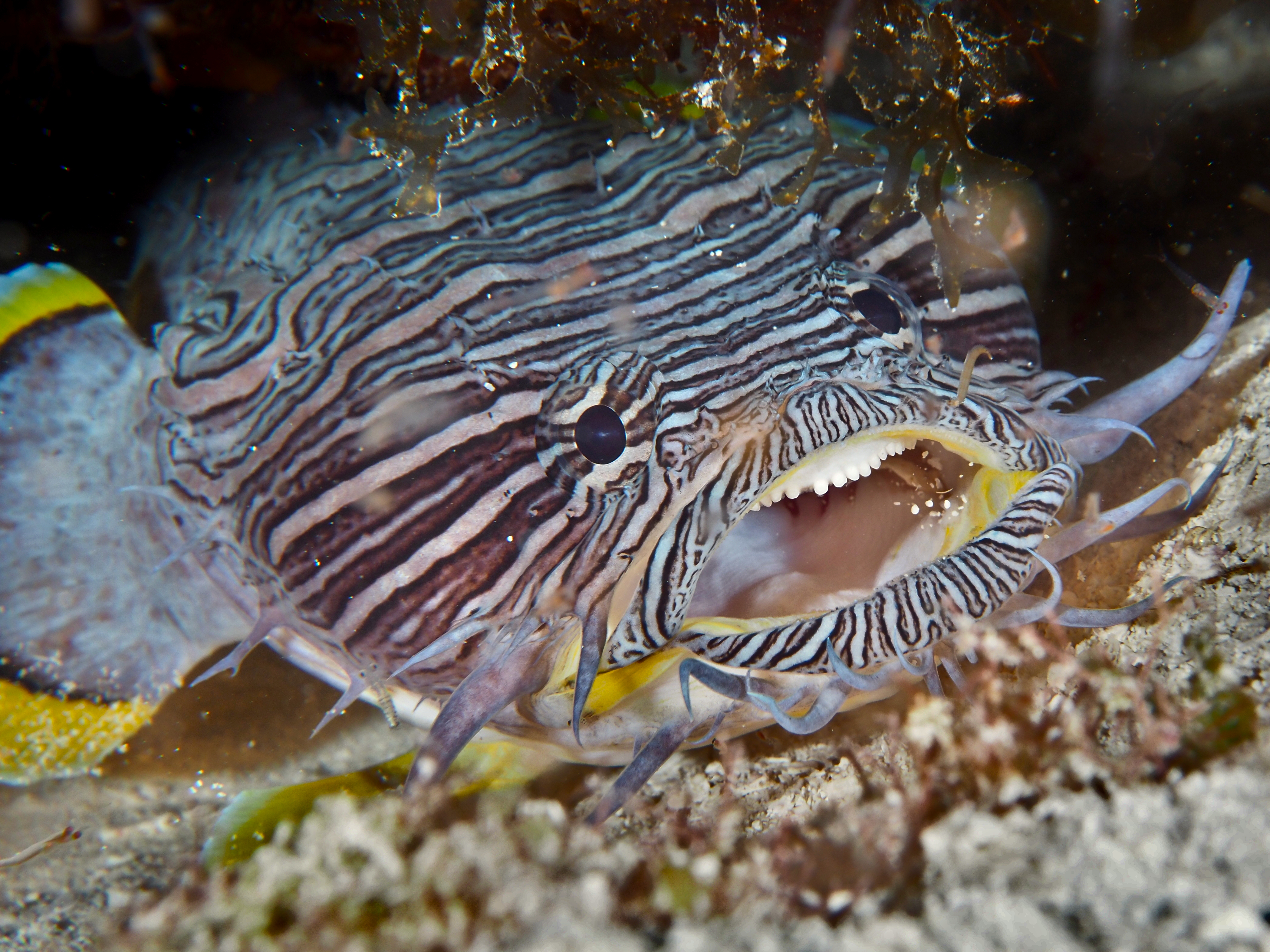 Splendid Toadfish - Sanopus splendidus