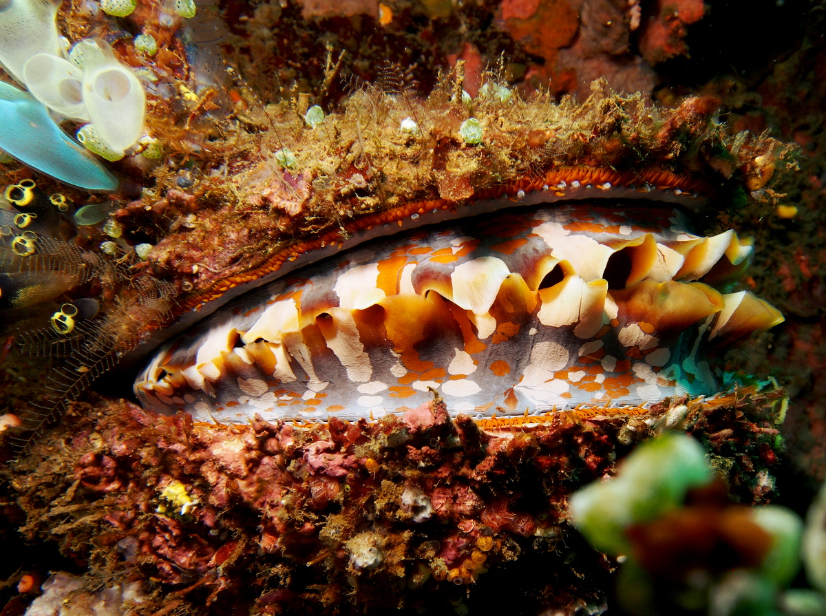 Variable Thorny Oyster - Spondylus varius - Lembeh Strait, Indonesia
