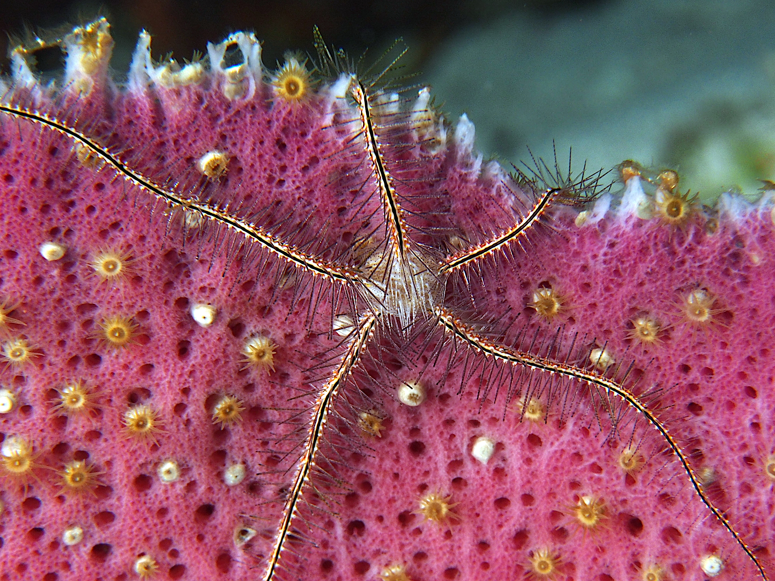 Sponge Brittle Star - Ophiothrix suensonii