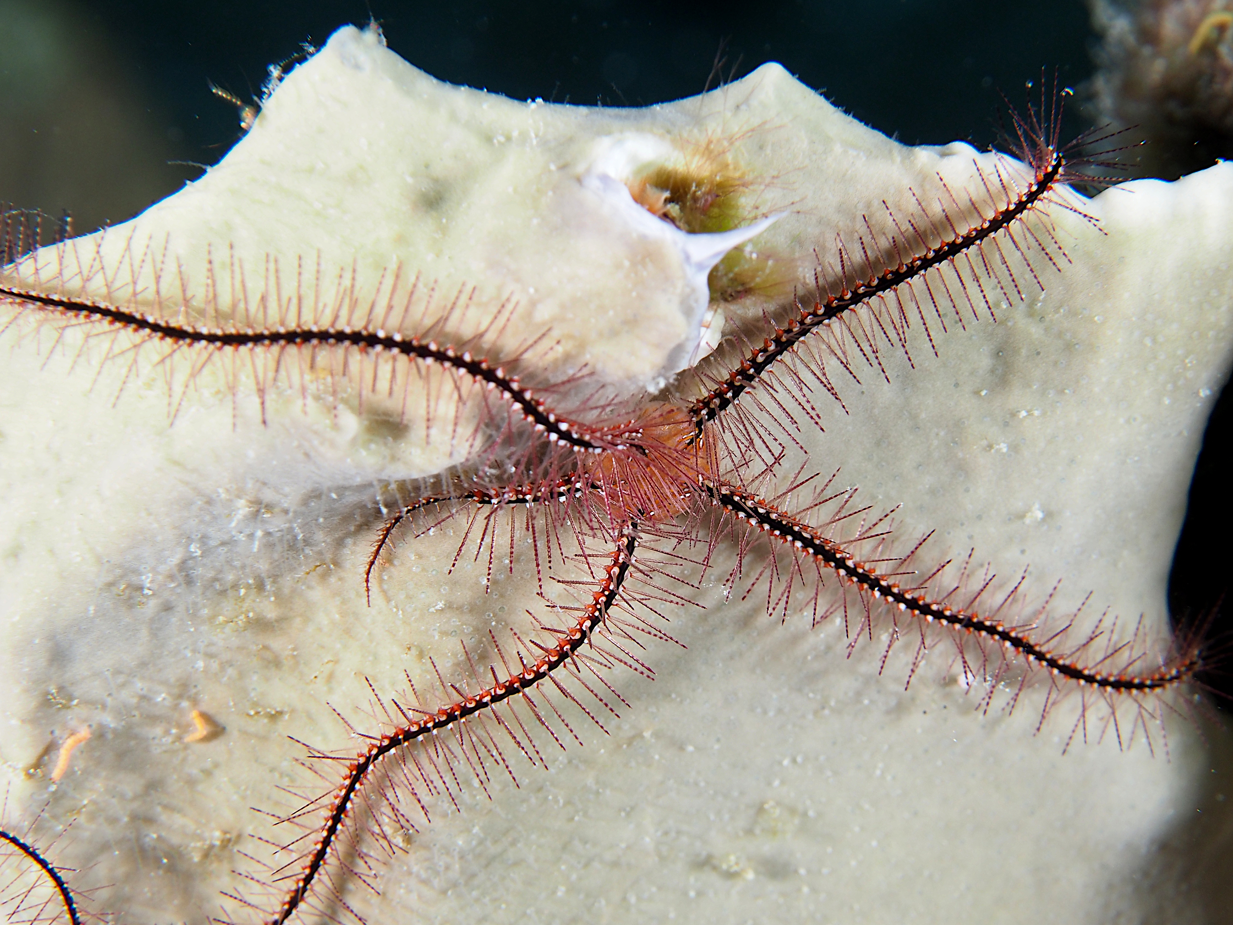 Sponge Brittle Star - Ophiothrix suensonii