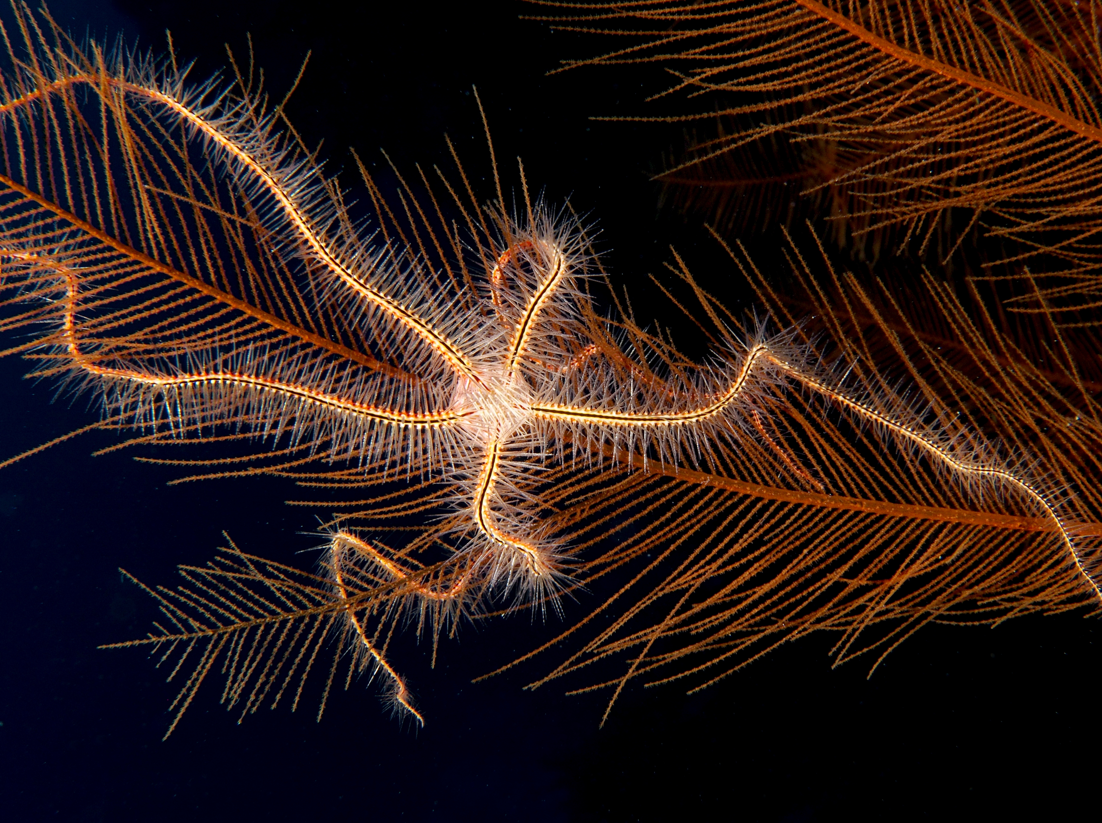 Sponge Brittle Star - Ophiothrix suensonii