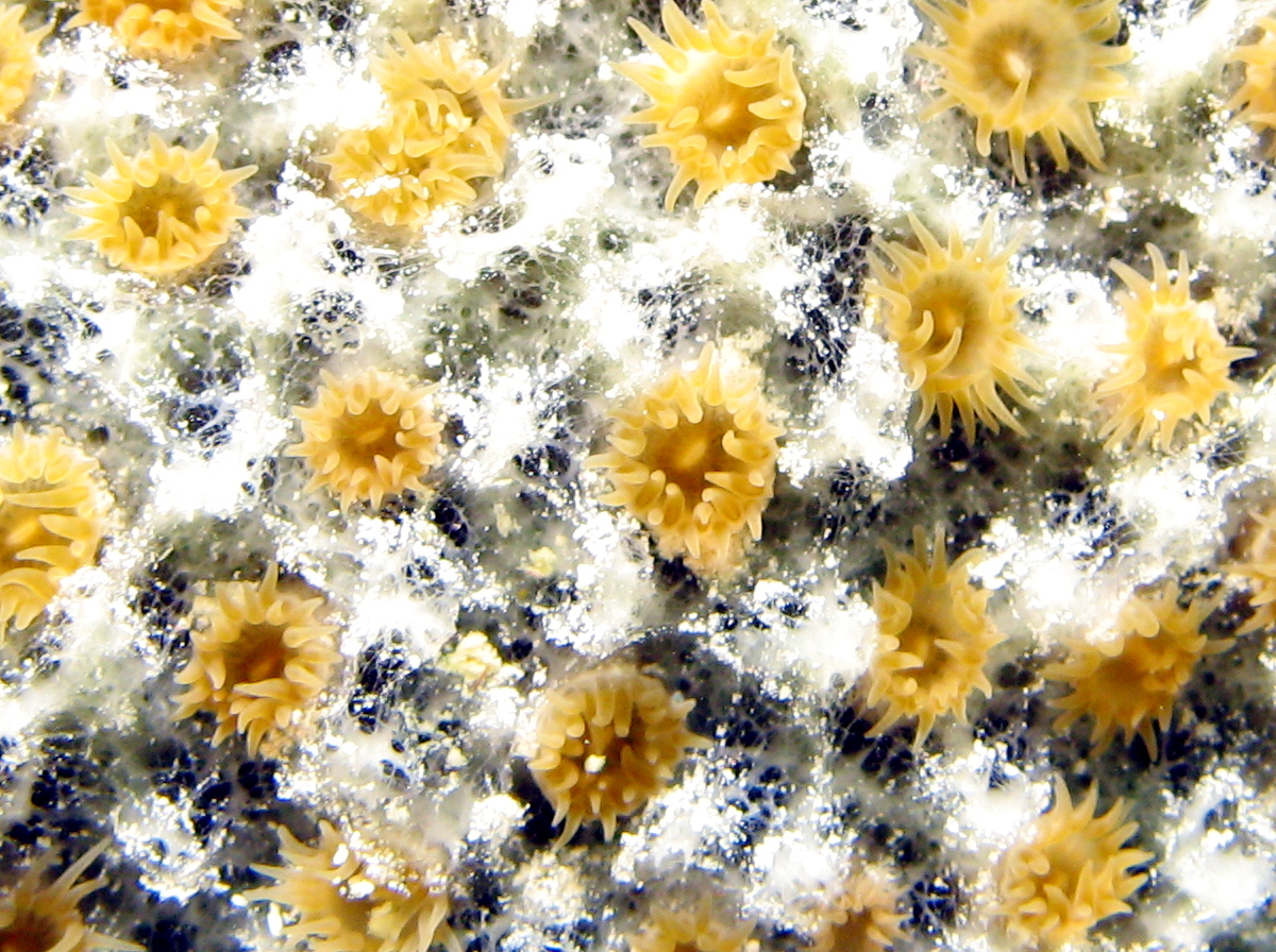 Sponge Zoanthid - Umimayanthus parasiticus