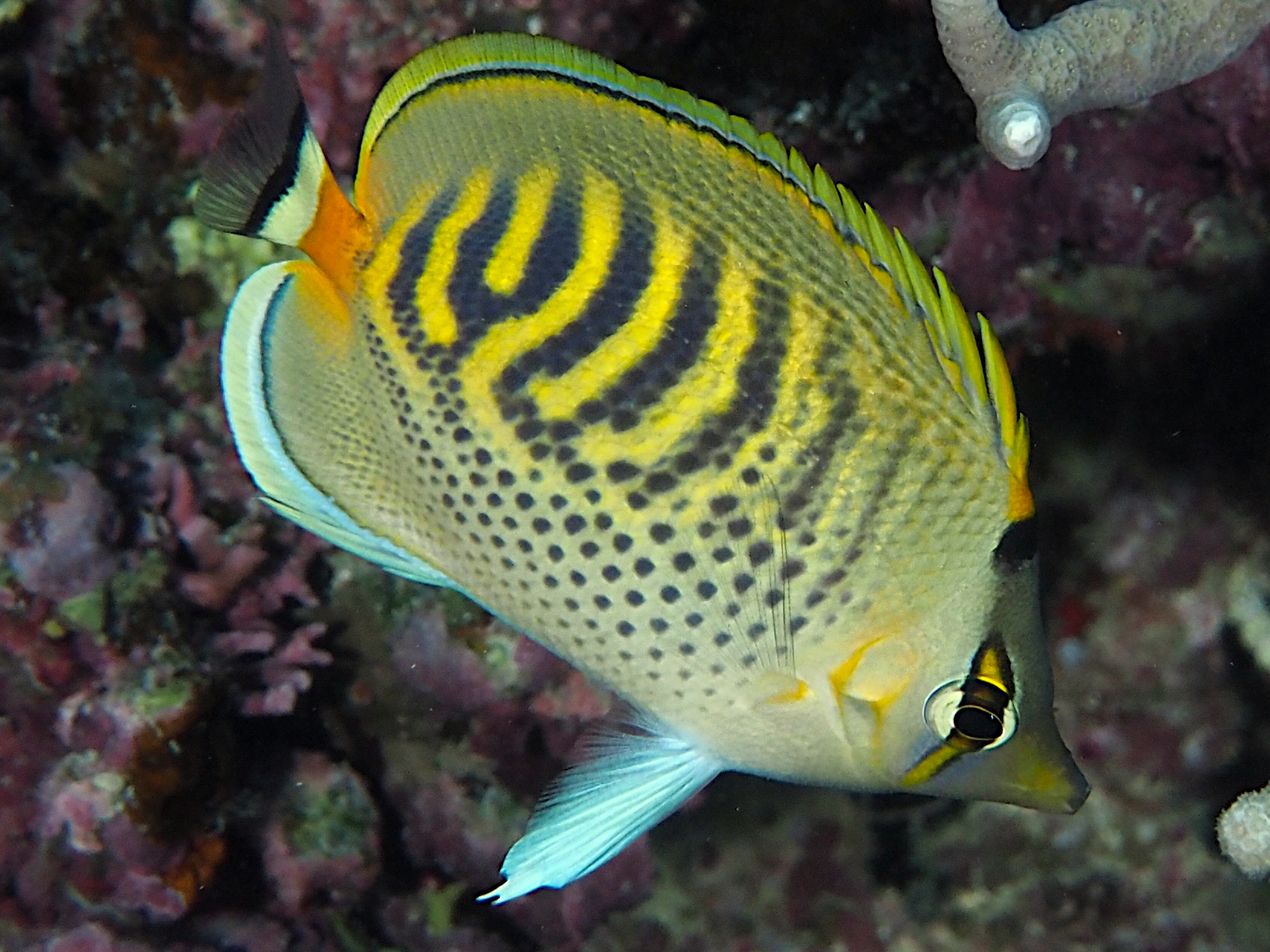 Spot-Banded Butterflyfish - Chaetodon punctatofasciatus