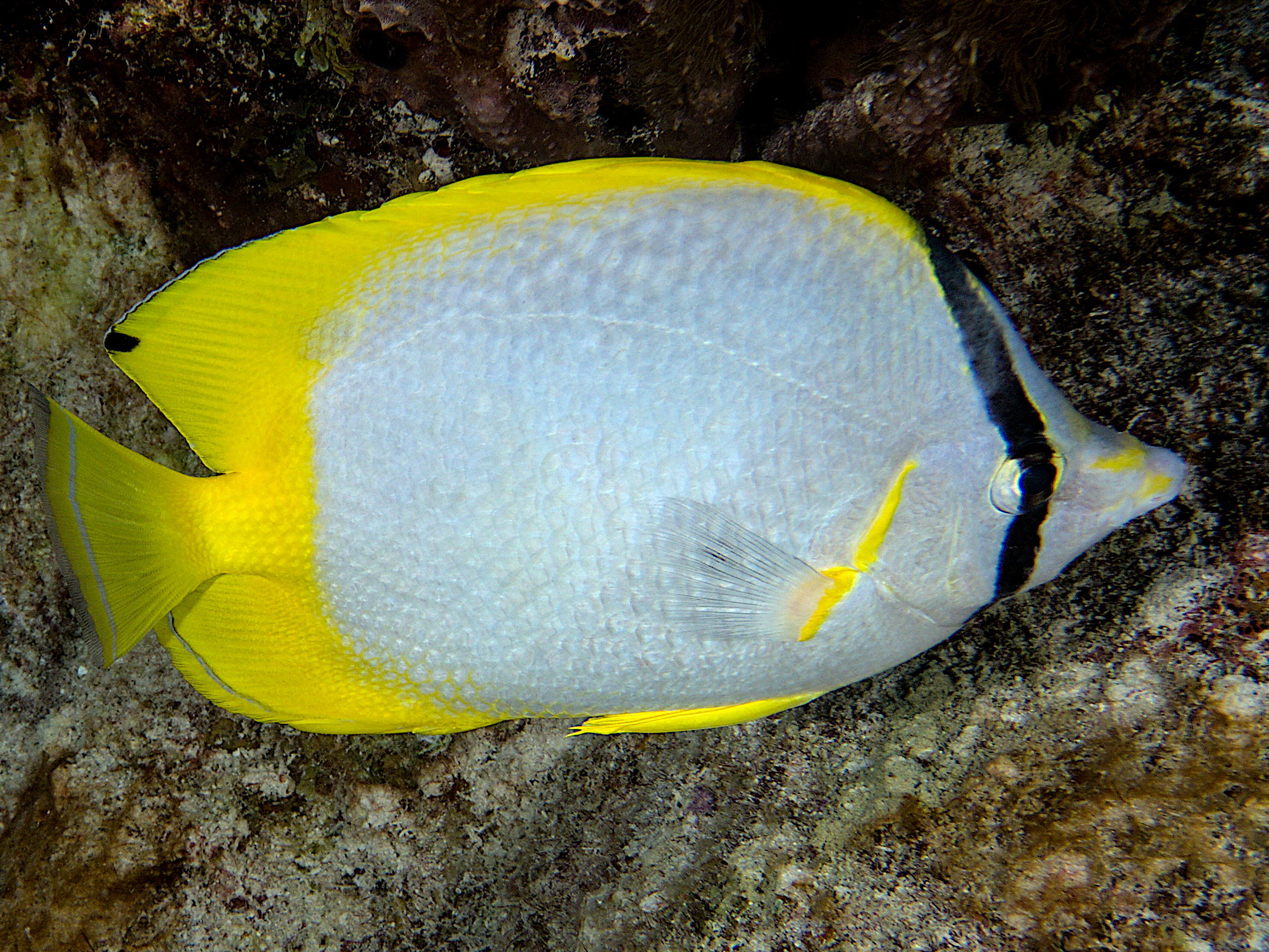 Spotfin Butterflyfish - Chaetodon ocellatus