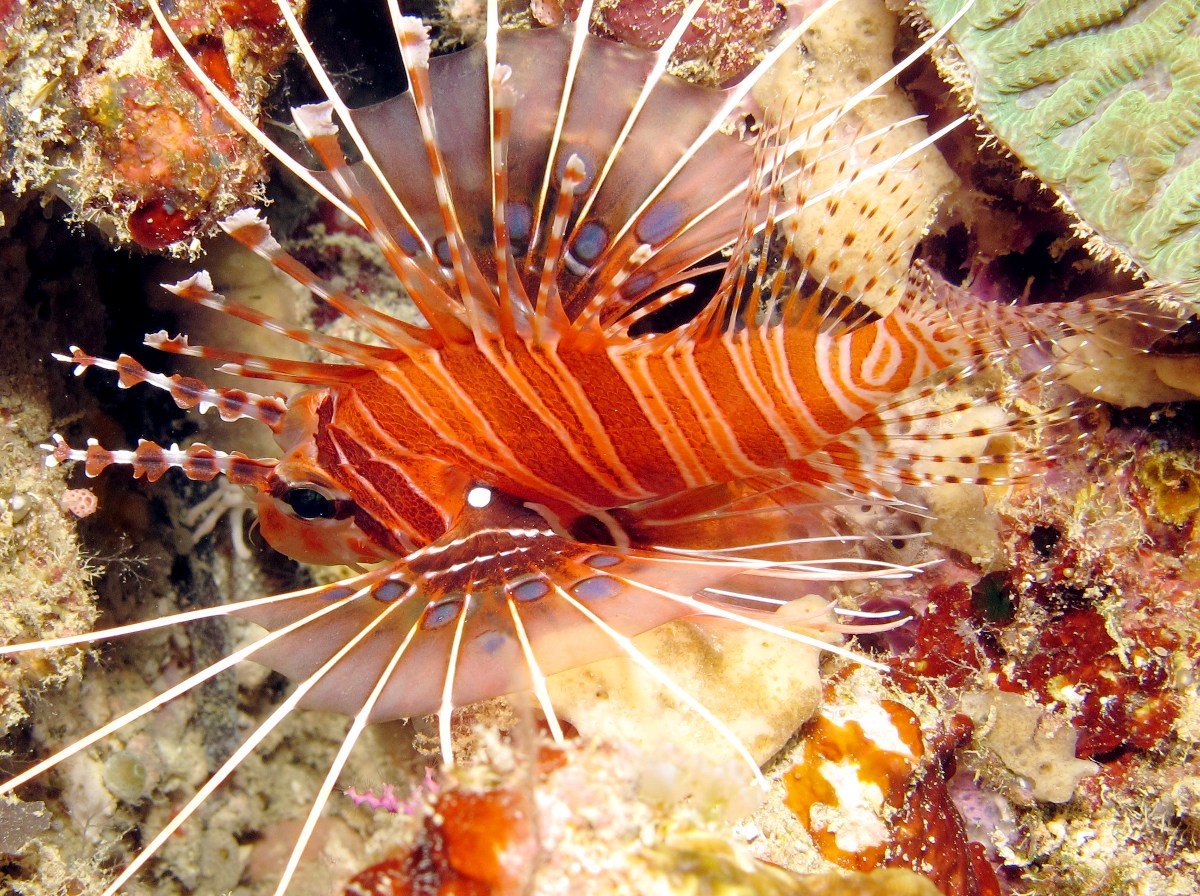 Spotfin Lionfish - Pterois antennata