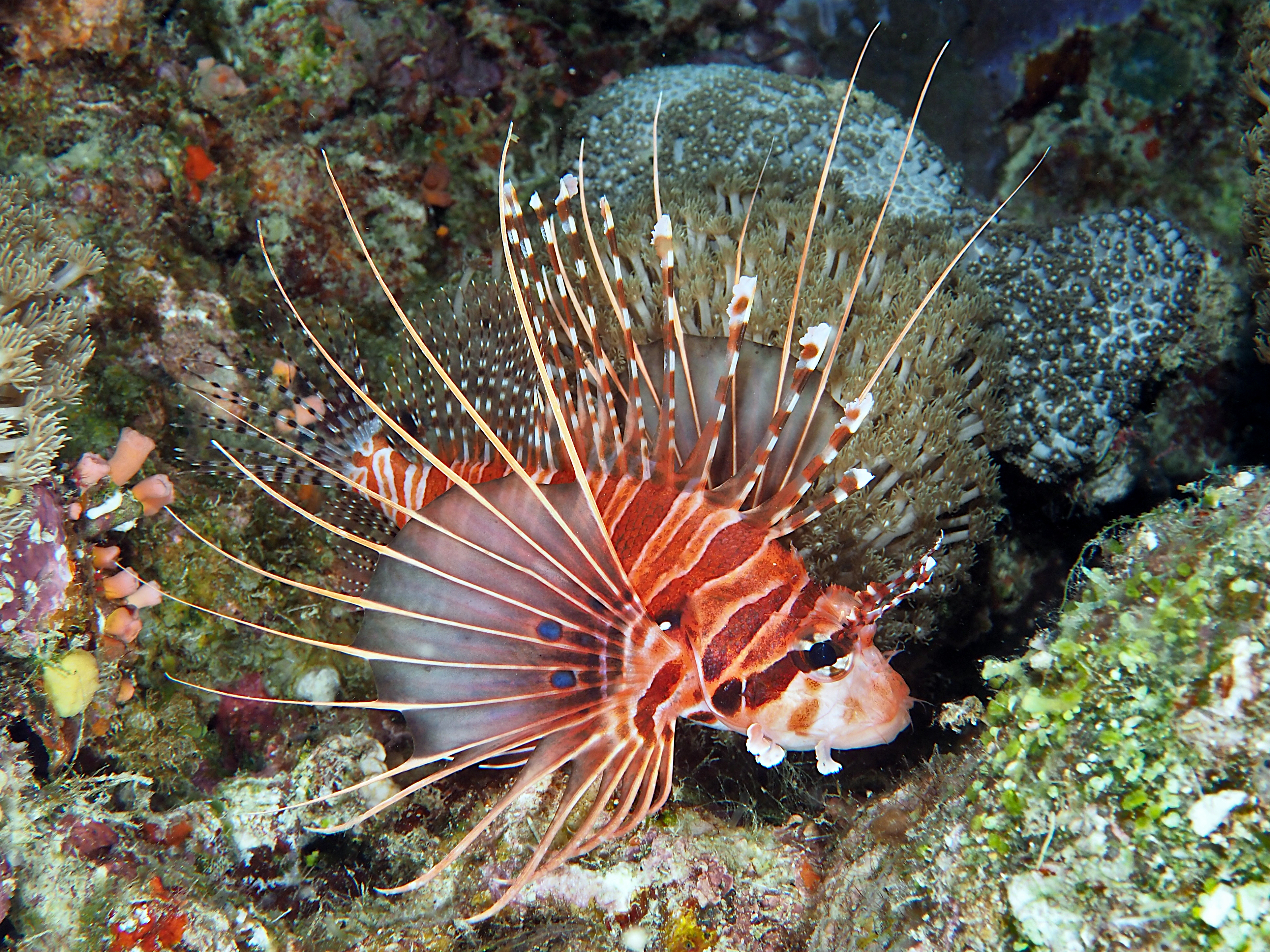 Spotfin Lionfish - Pterois antennata