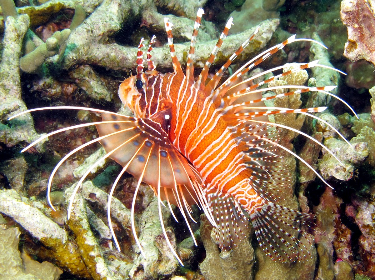 Spotfin Lionfish - Pterois antennata