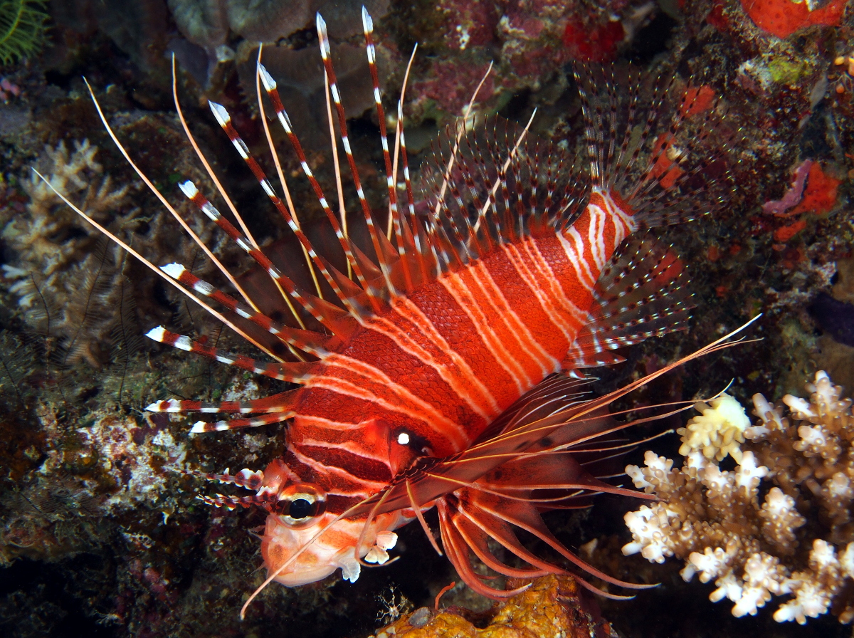 Spotfin Lionfish - Pterois antennata