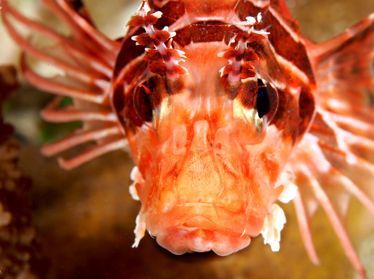 Spotfin Lionfish - Pterois antennata