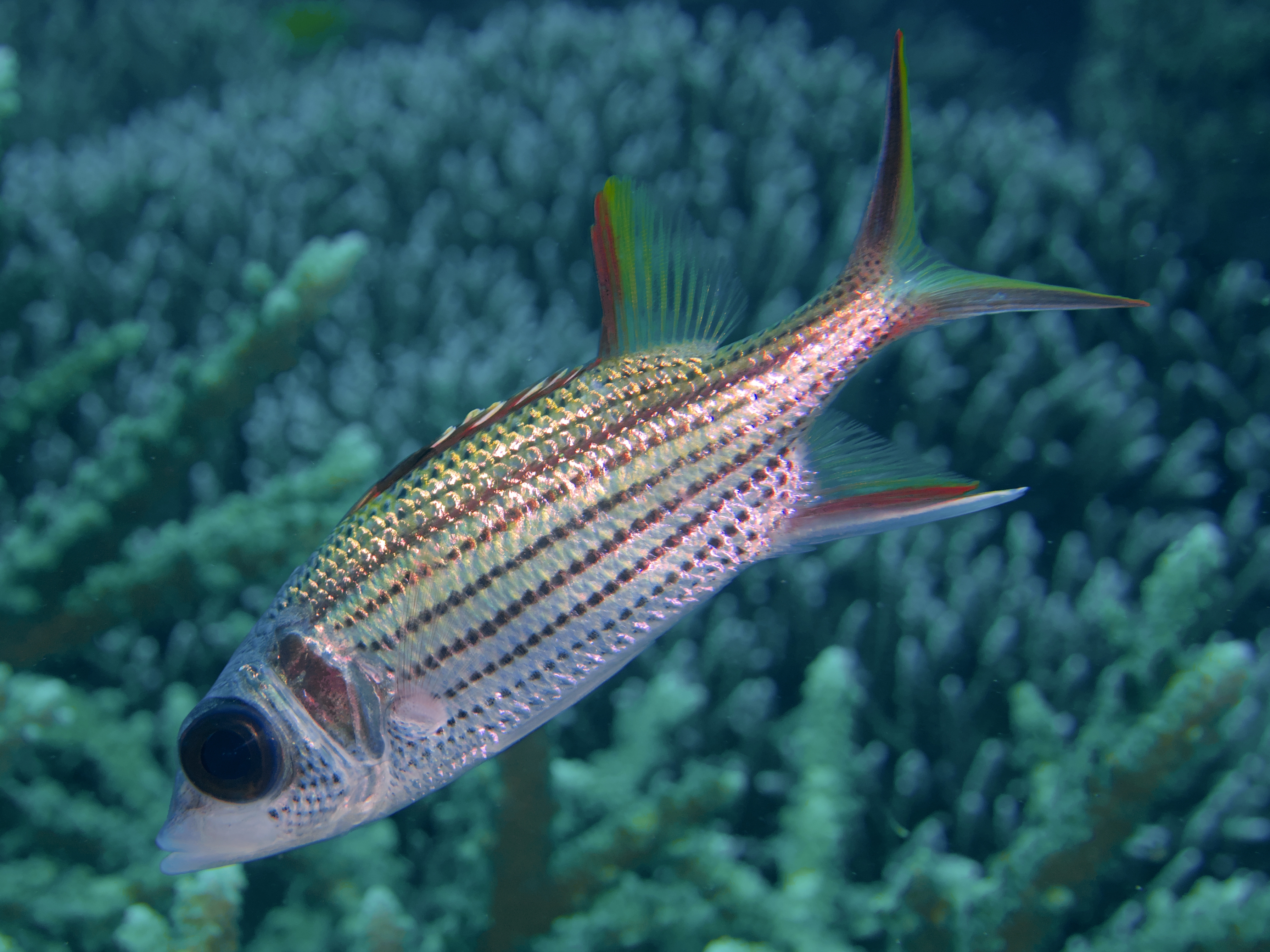 Spotfin Squirrelfish - Neoniphon sammara