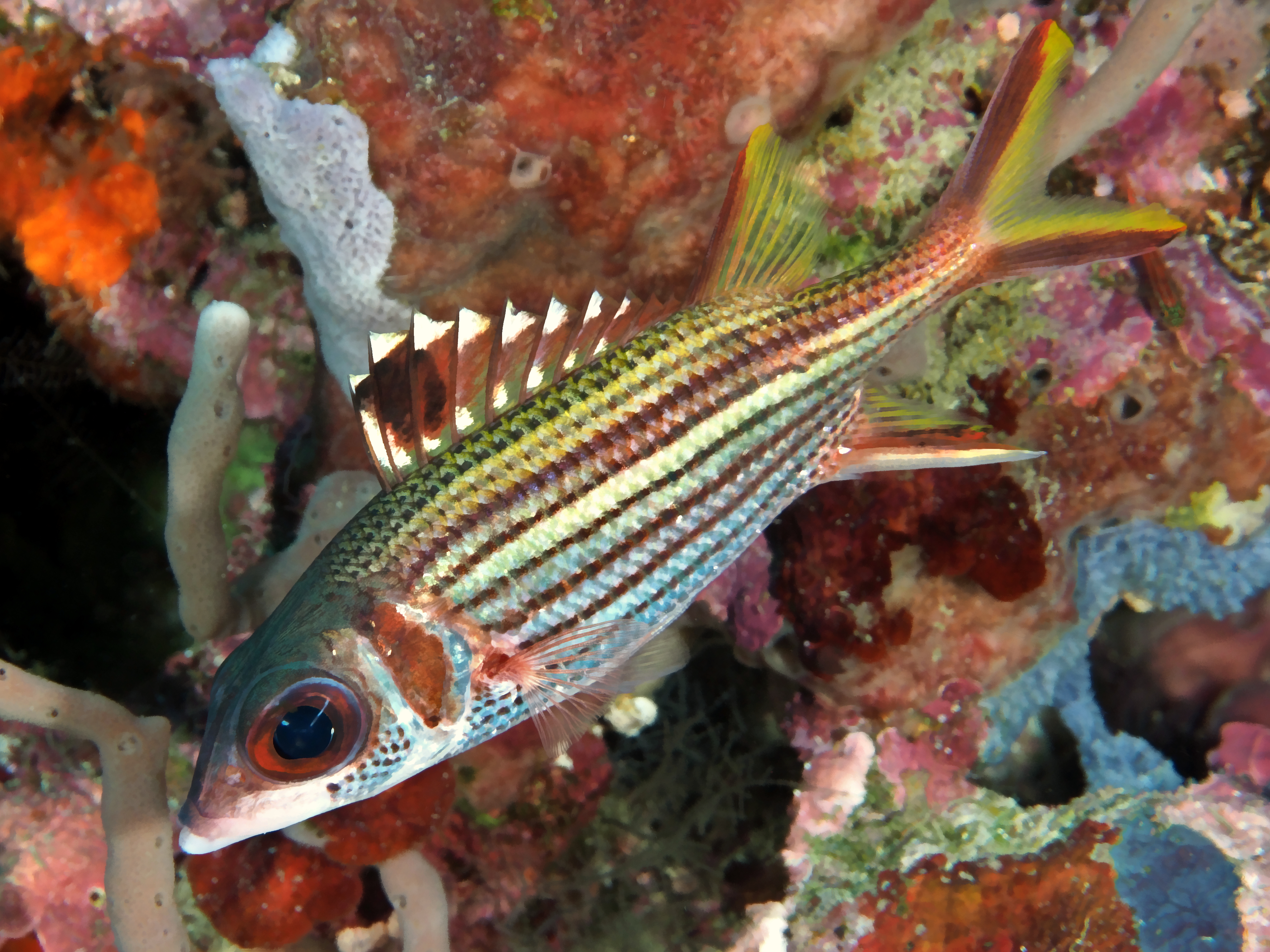 Spotfin Squirrelfish - Neoniphon sammara