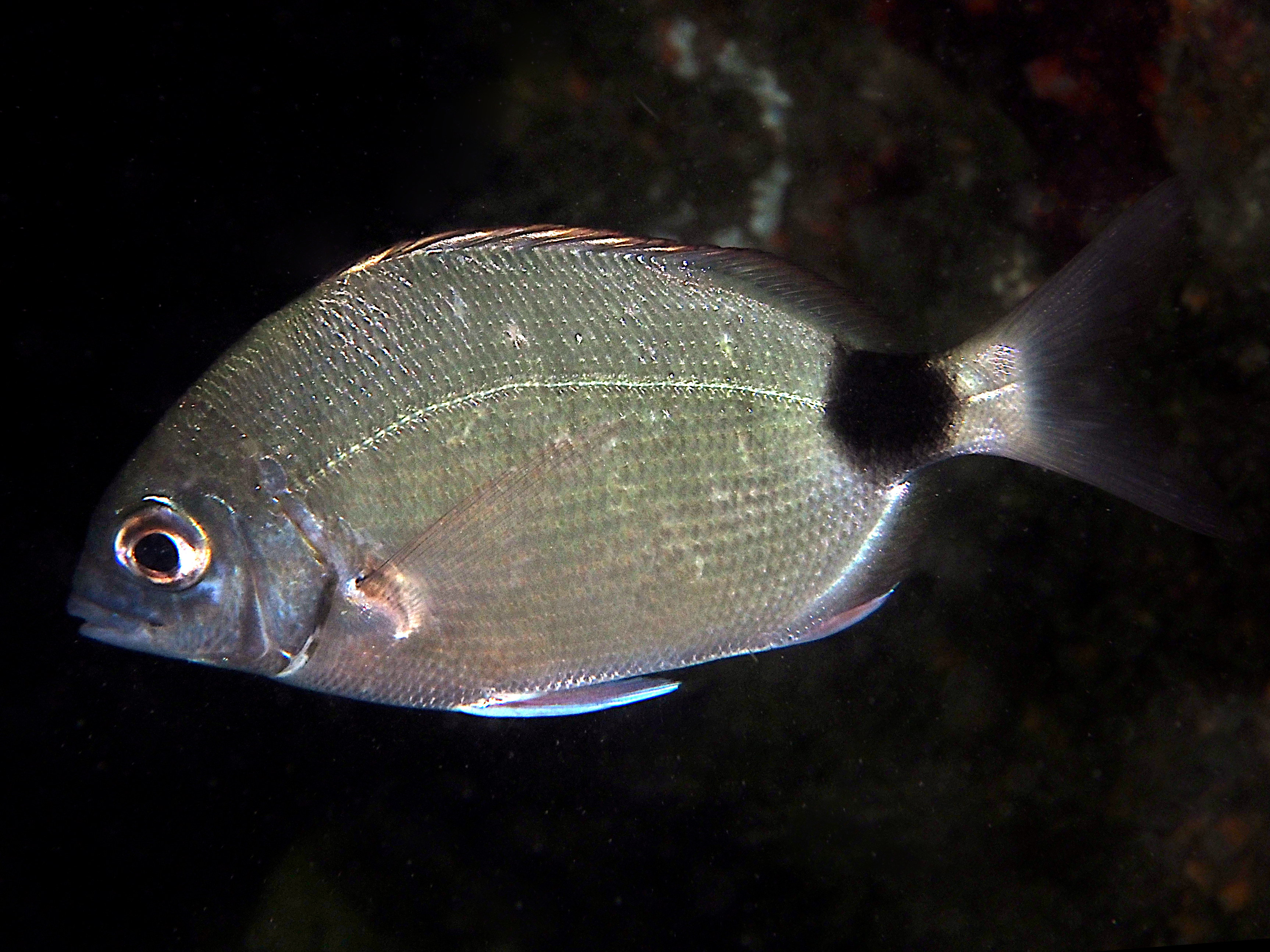 Spottail Pinfish - Diplodus holbrookii - Blue Heron Bridge, Florida
