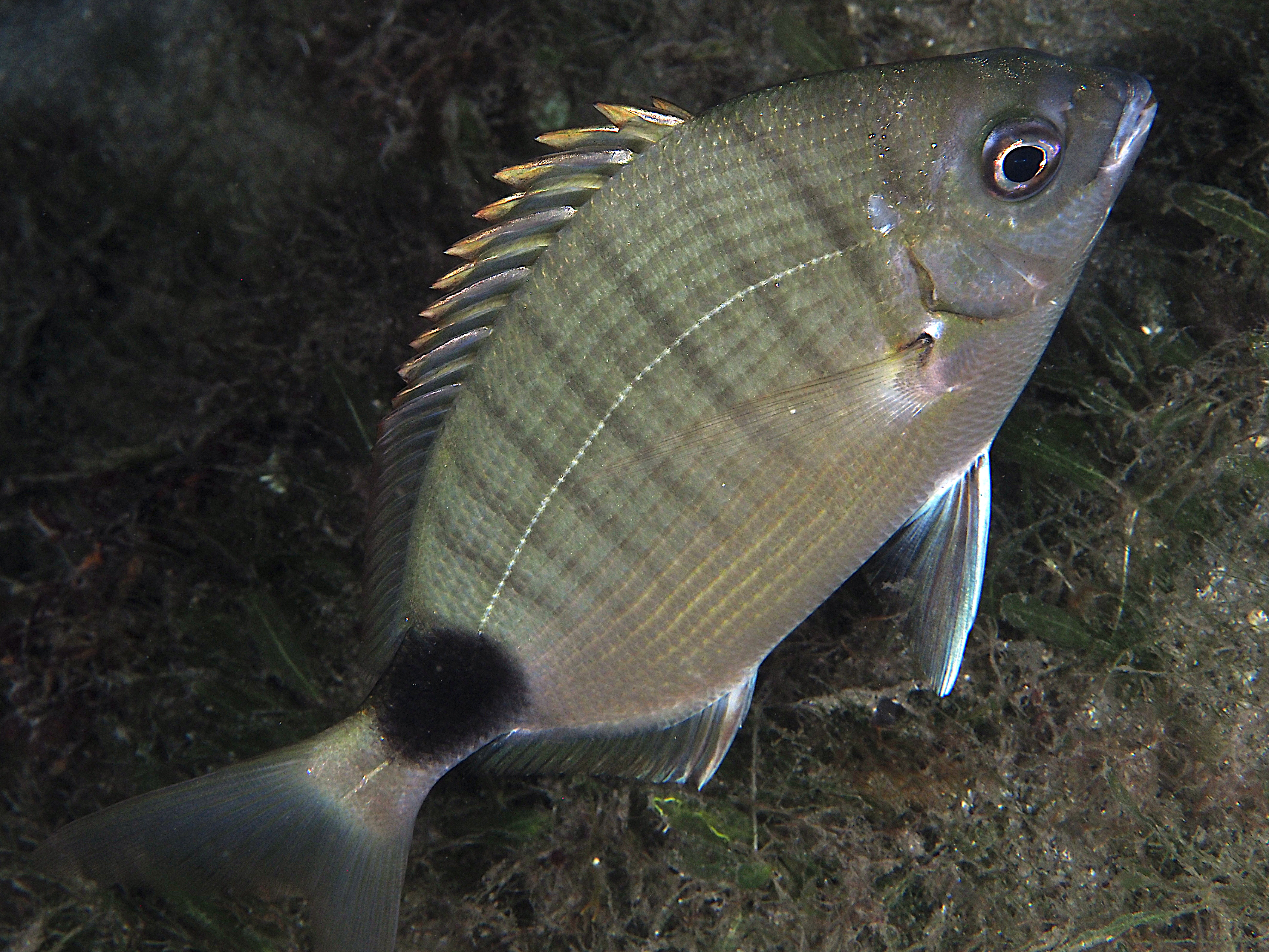 Spottail Pinfish - Diplodus holbrookii