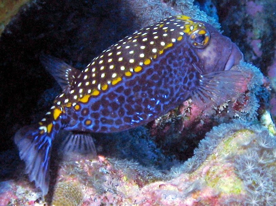 Spotted Boxfish - Ostracion meleagris