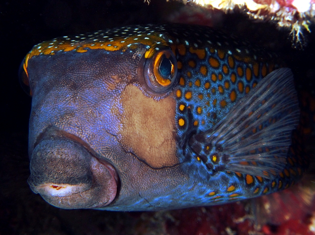 Spotted Boxfish - Ostracion meleagris