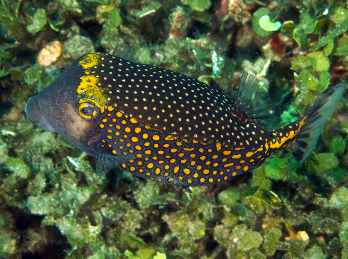 Spotted Boxfish - Ostracion meleagris