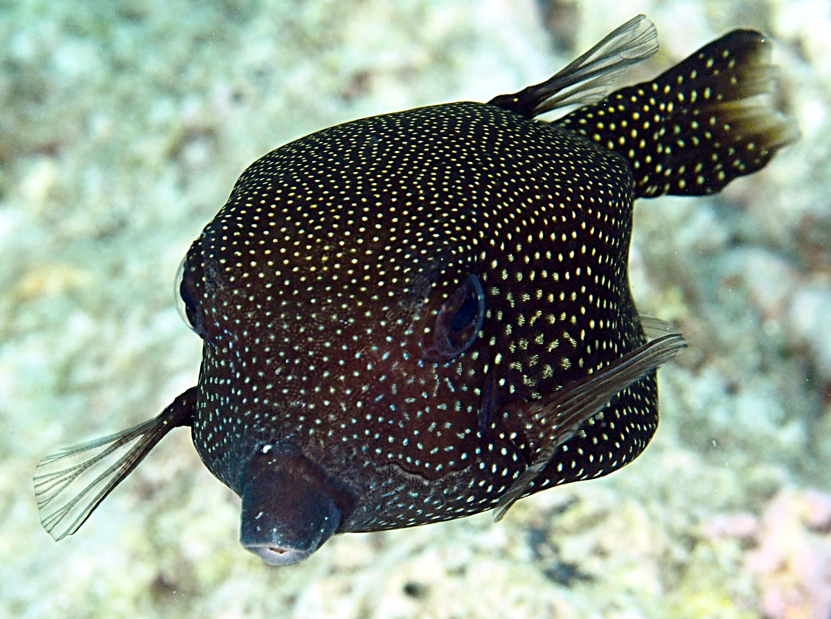 Spotted Boxfish - Ostracion meleagris