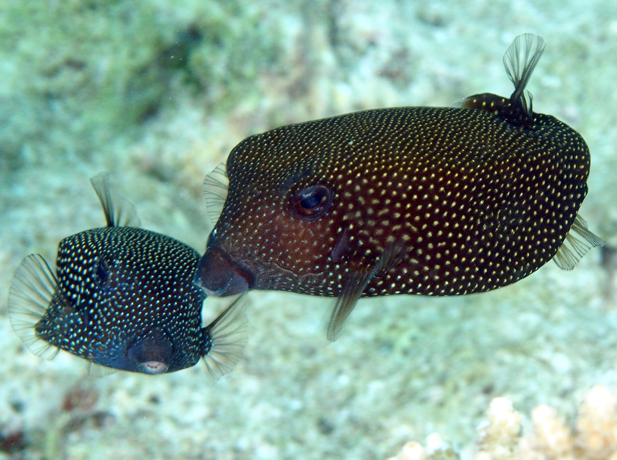 Spotted Boxfish - Ostracion meleagris