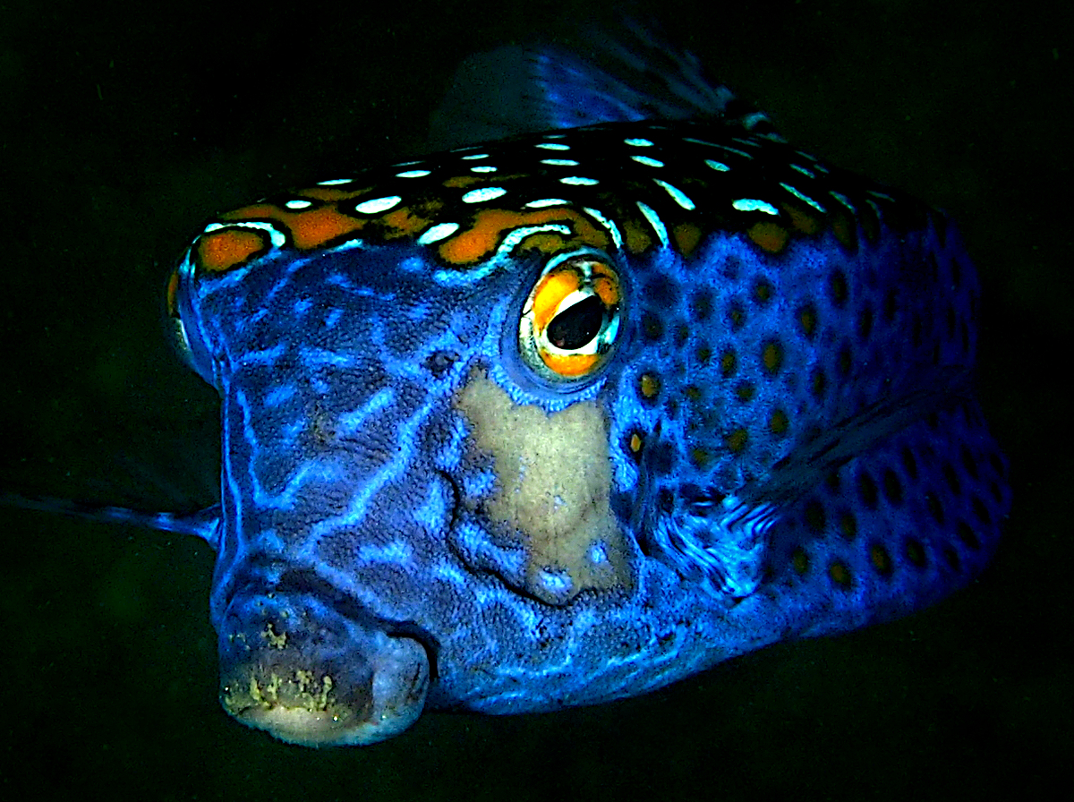 Spotted Boxfish - Ostracion meleagris