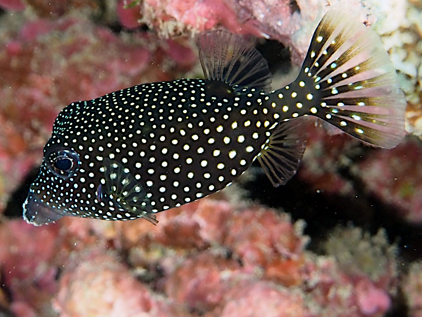 Spotted Boxfish - Ostracion meleagris