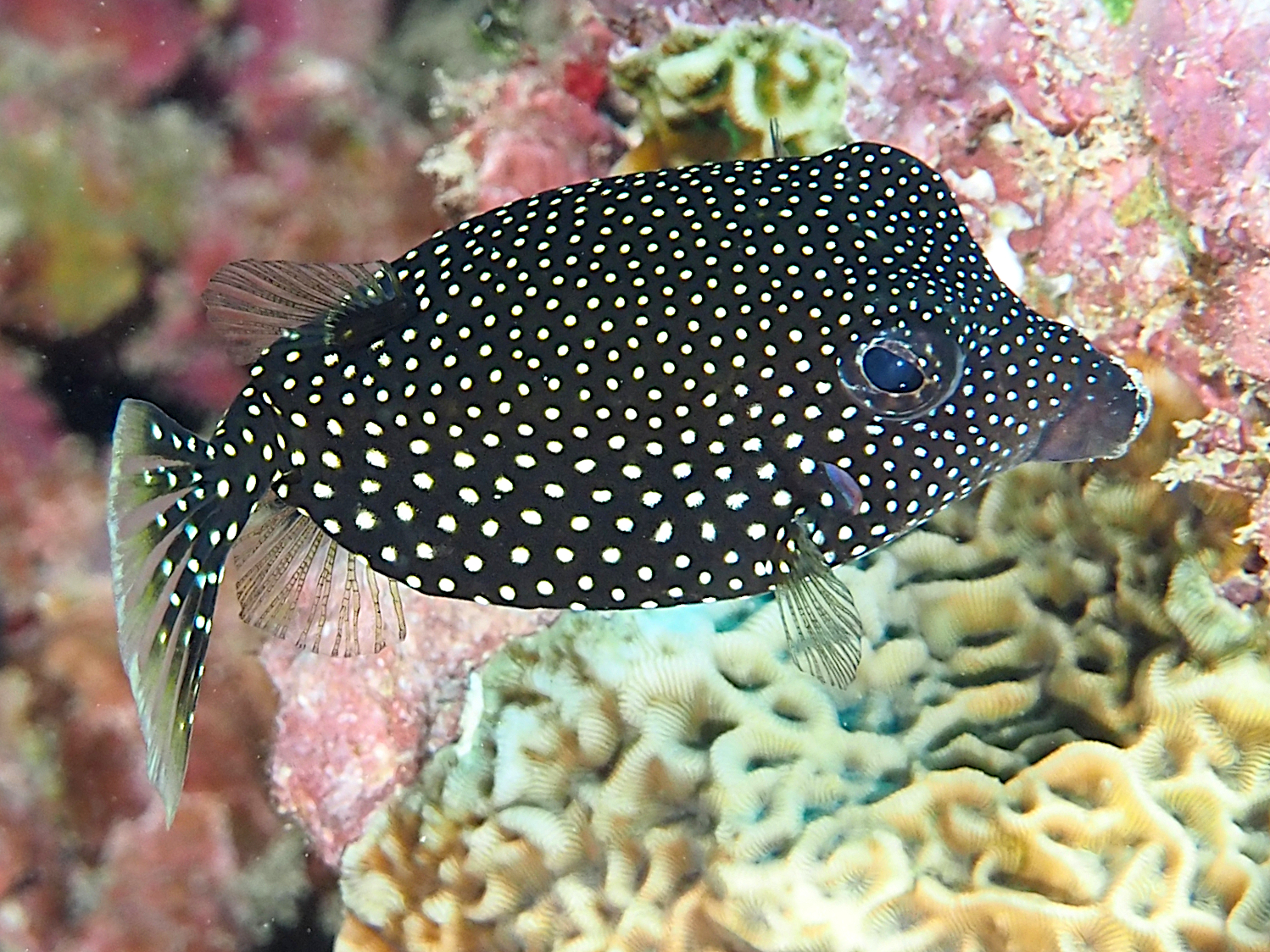 Spotted Boxfish - Ostracion meleagris