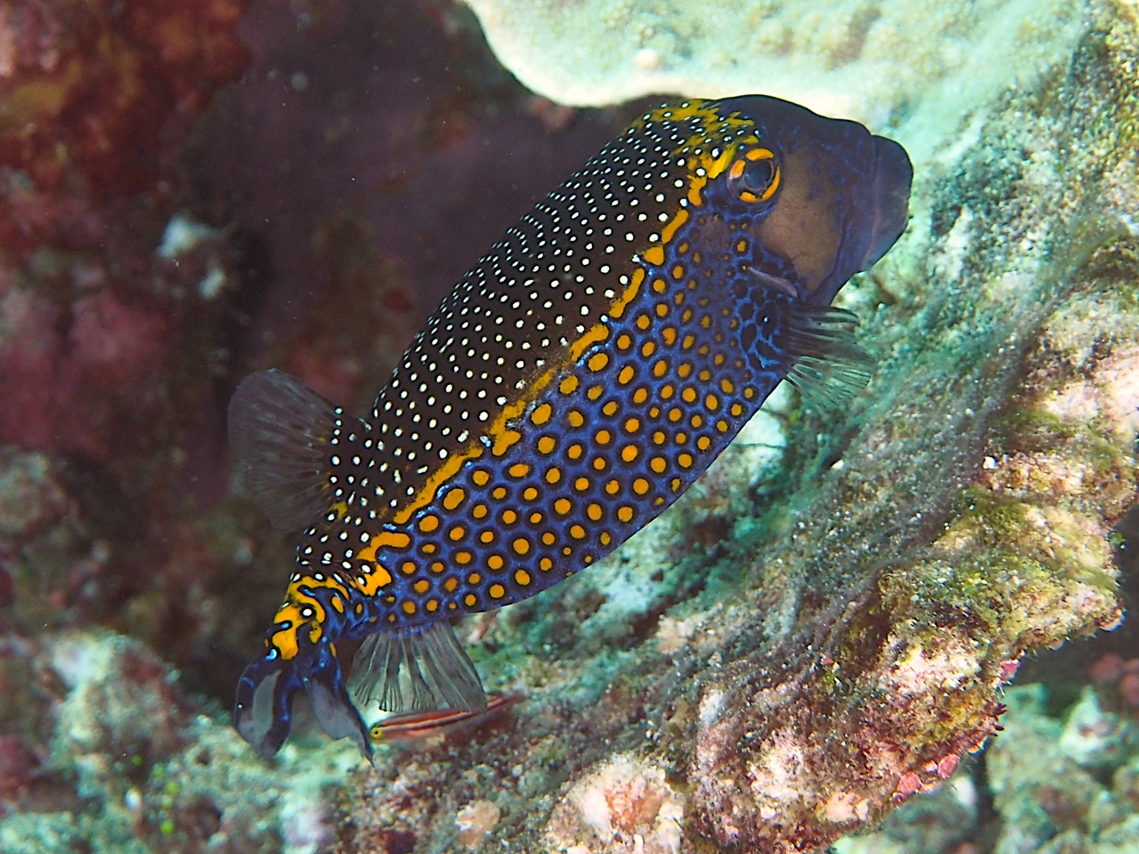 Spotted Boxfish - Ostracion meleagris