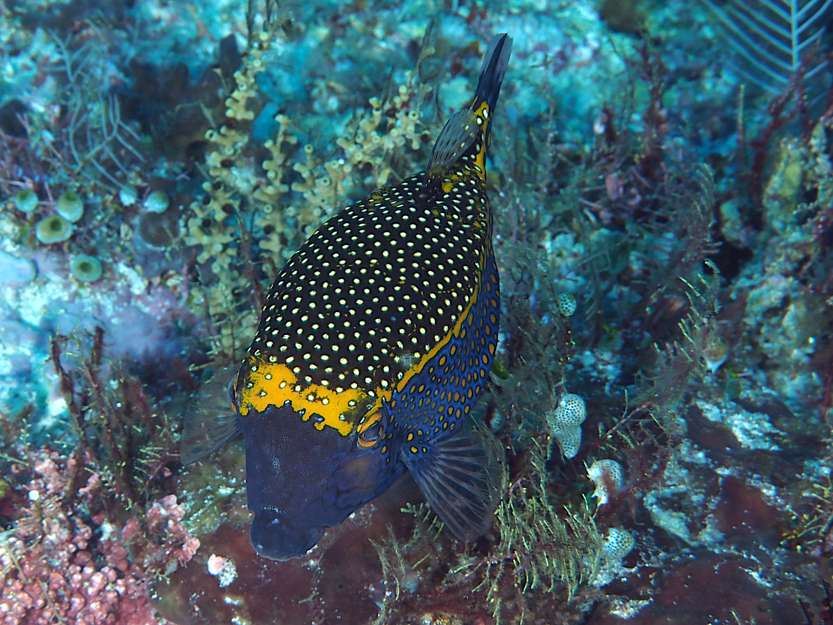 Spotted Boxfish - Ostracion meleagris