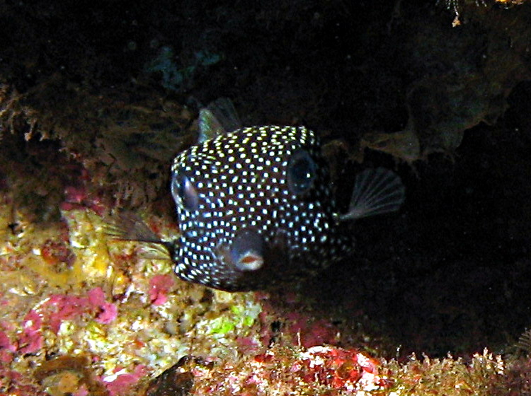 Spotted Boxfish - Ostracion meleagris