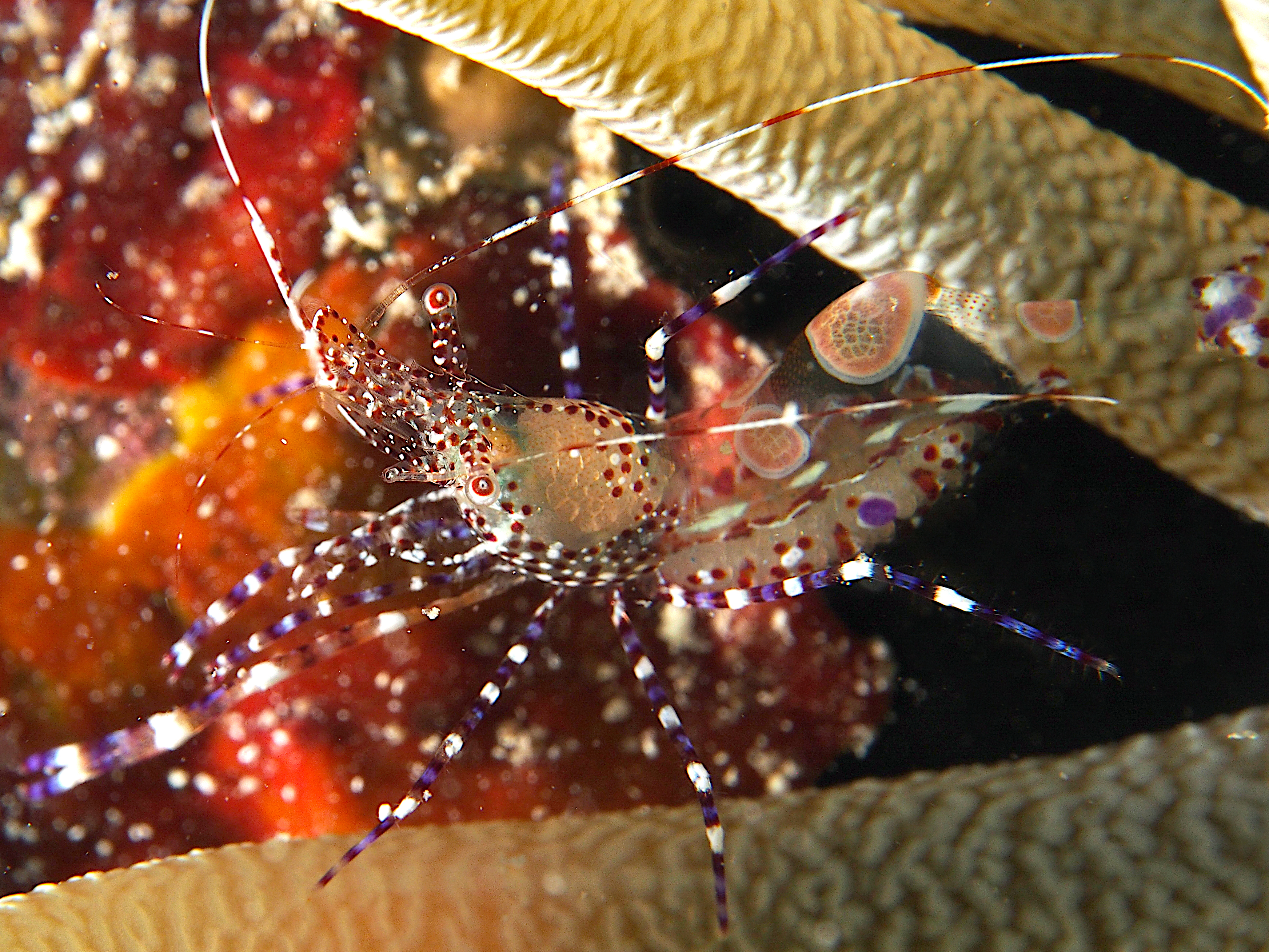 Spotted Cleaner Shrimp - Periclimenes yucatanicus