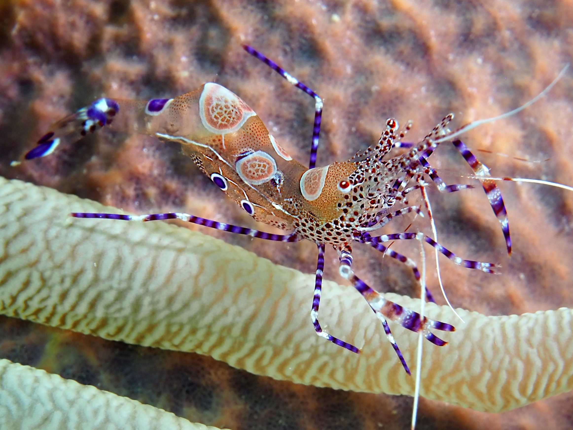 Spotted Cleaner Shrimp - Periclimenes yucatanicus