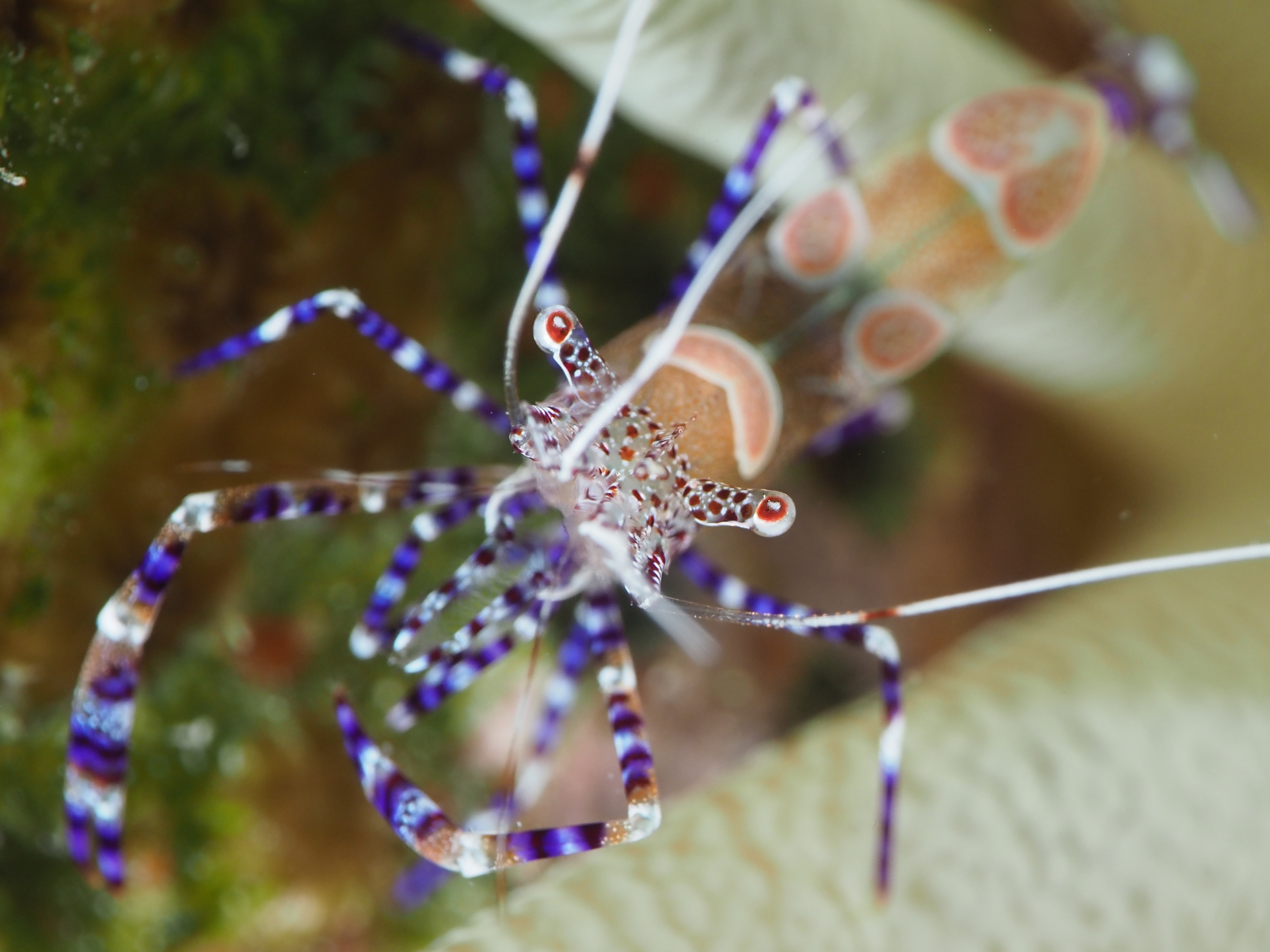 Spotted Cleaner Shrimp - Periclimenes yucatanicus