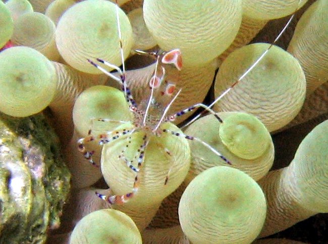 Spotted Cleaner Shrimp - Periclimenes yucatanicus