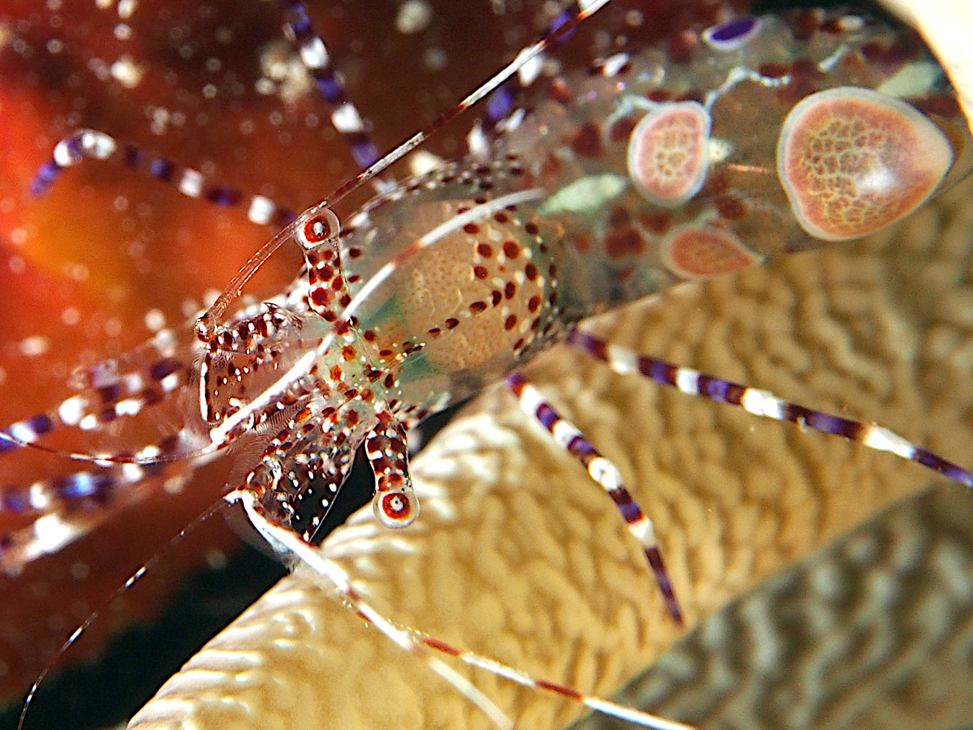 Spotted Cleaner Shrimp - Periclimenes yucatanicus