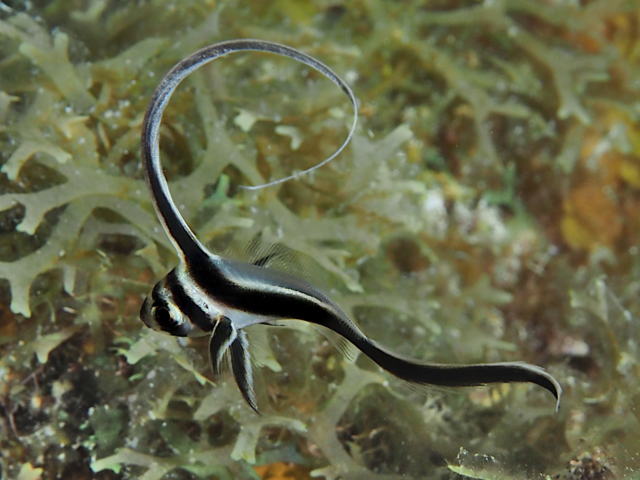 Spotted Drum - Equetus punctatus