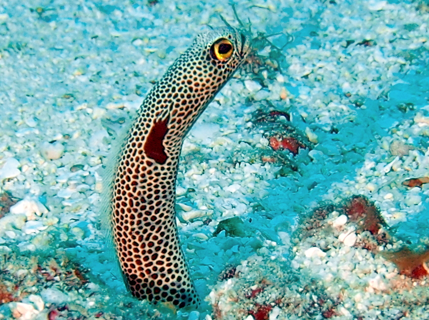 Spotted Garden Eel - Heteroconger hassi