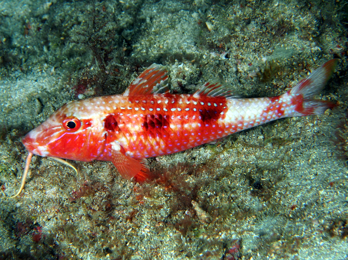 Spotted Goatfish - Pseudupeneus maculatus