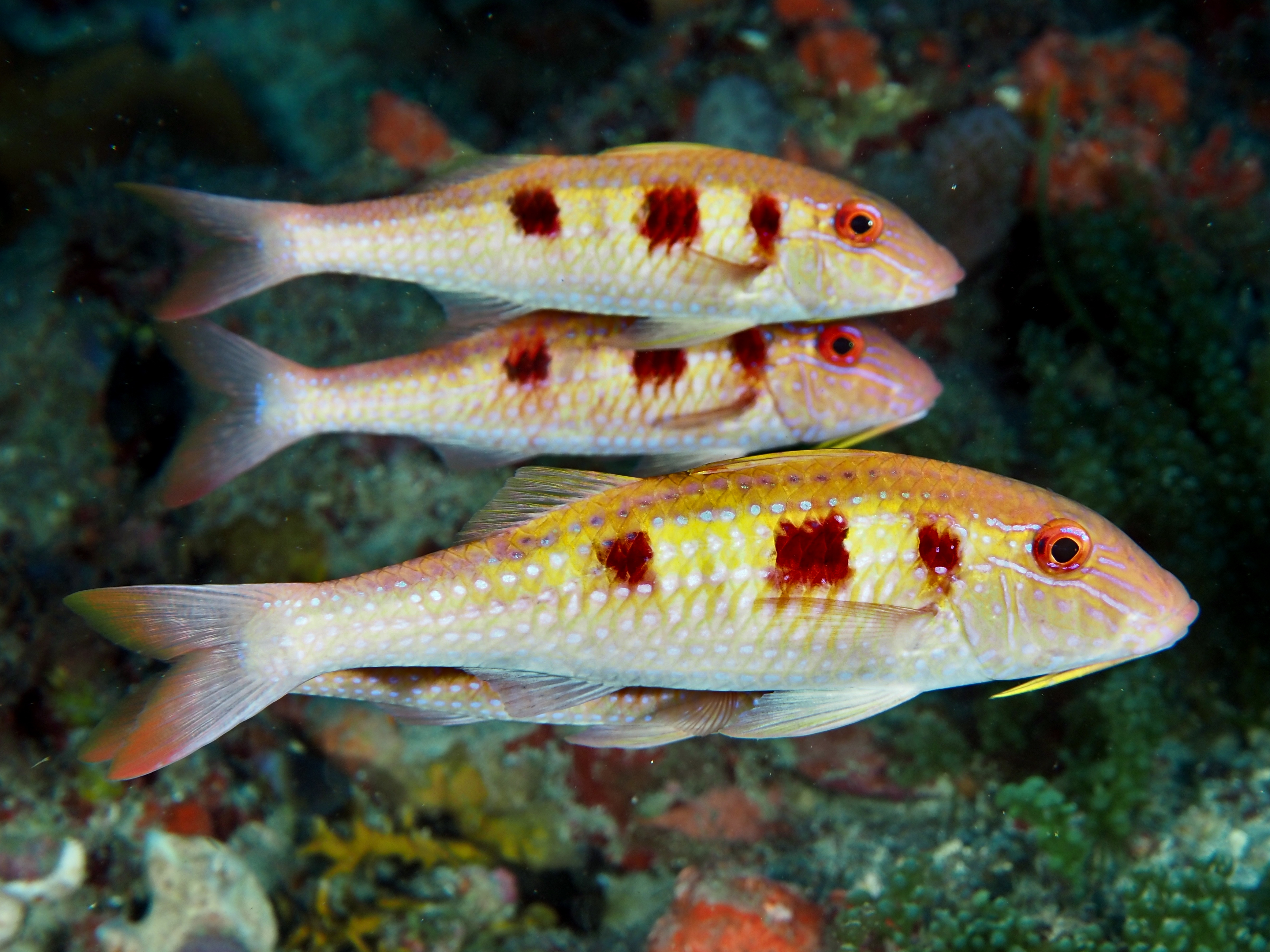 Spotted Goatfish - Pseudupeneus maculatus