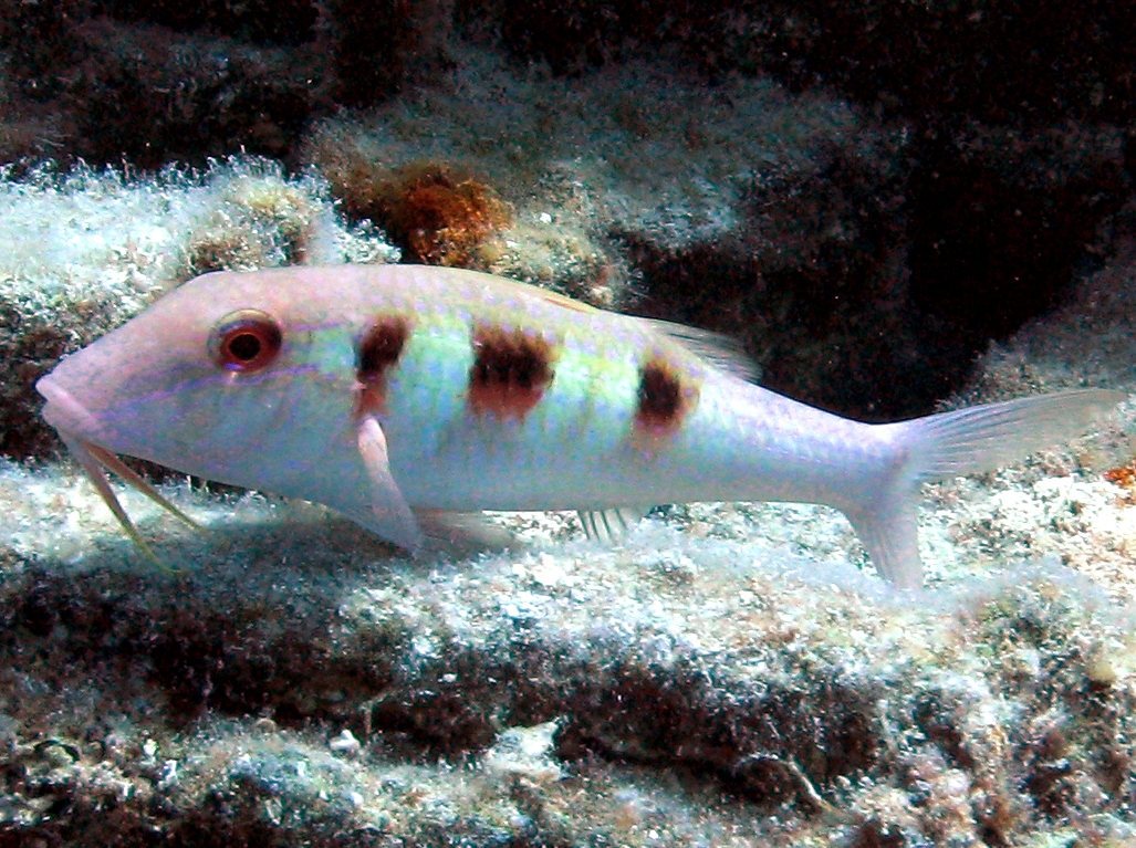 Spotted Goatfish - Pseudupeneus maculatus