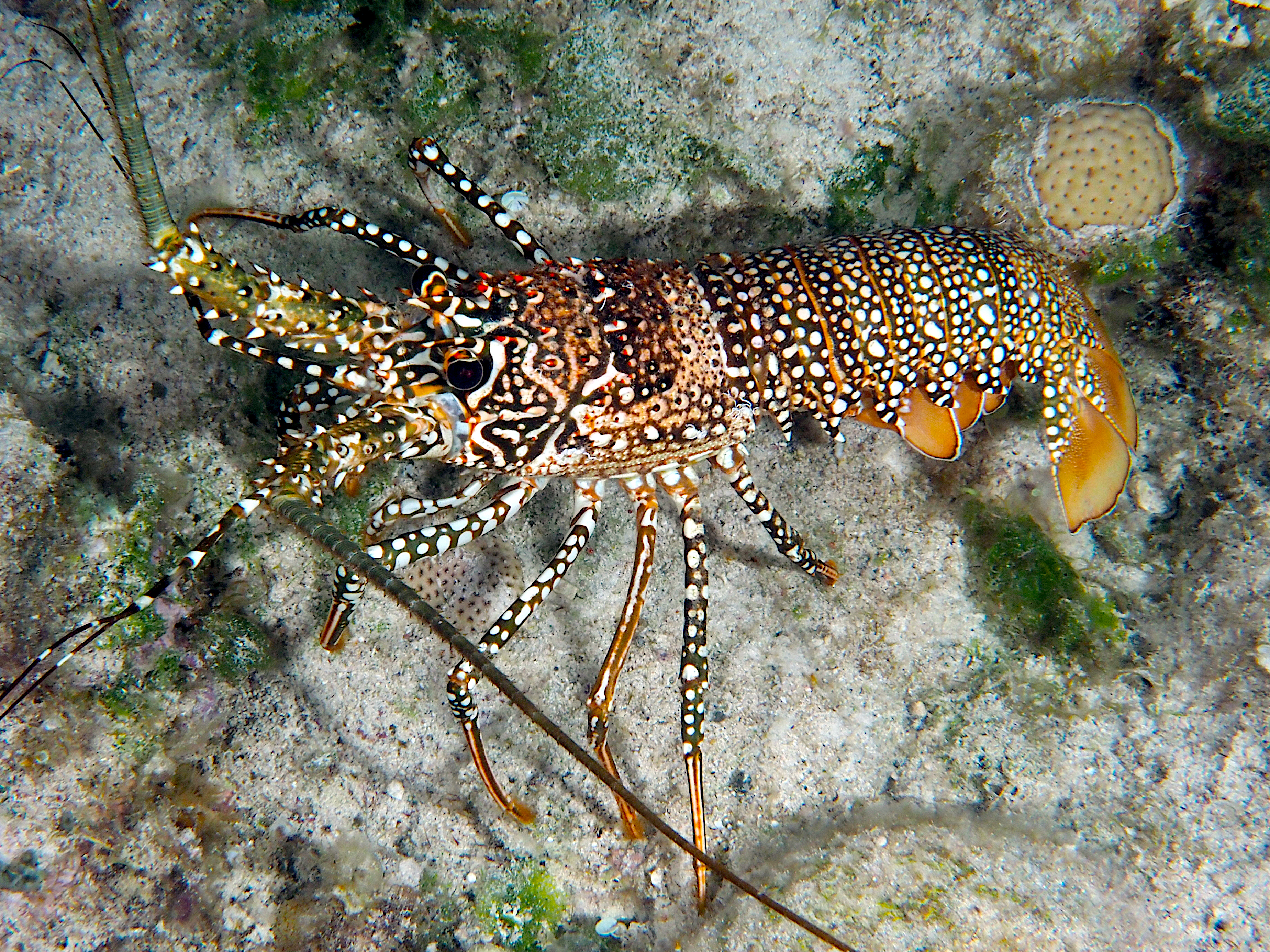 Spotted Spiny Lobster - Panulirus guttatus